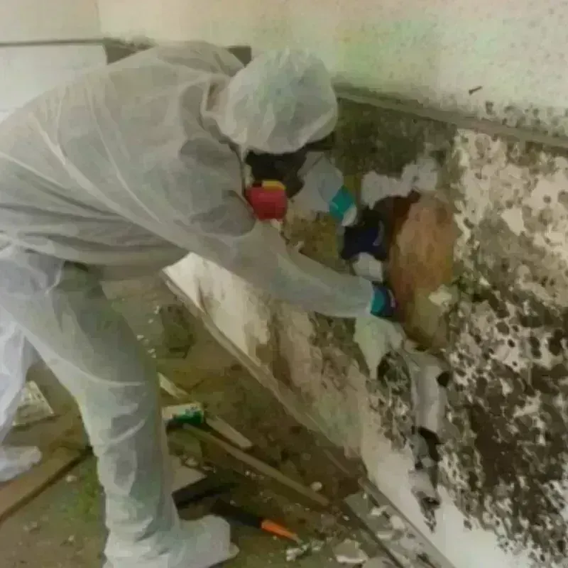 Mold Remediation and Removal in Waterloo, WI